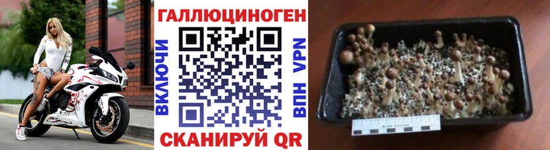 Псилоцибиновые грибы GOLDEN TEACHER  Лесосибирск 